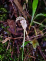 Pterostylis alobula