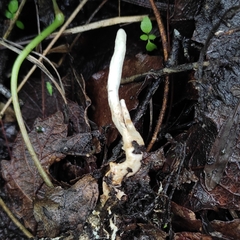 Clavulina rugosa