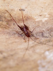 Macropathinae