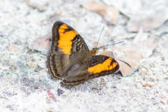 Adelpha mesentina