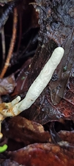 Clavulina rugosa