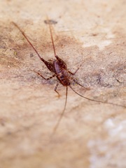 Macropathinae