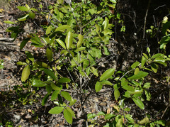 Triflorensia ixoroides