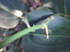 Smilax australis