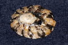 Cellana ornata