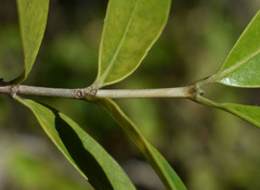 Triflorensia ixoroides