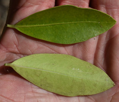 Triflorensia ixoroides