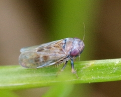 Deltocephalus pulicaris