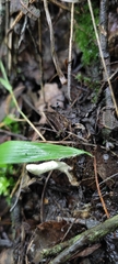 Clavulina rugosa