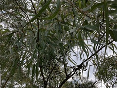 Corymbia citriodora