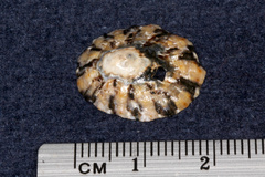 Cellana ornata