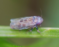 Deltocephalus pulicaris