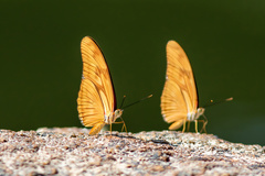 Dryas iulia