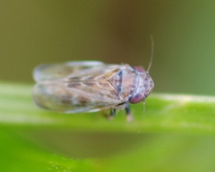 Deltocephalus pulicaris