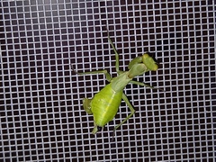 Ameles spallanzania