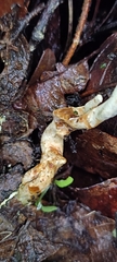 Clavulina rugosa