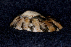 Cellana ornata