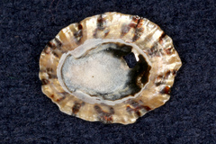 Cellana ornata