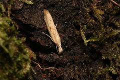 Pyraloidea