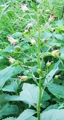 Scrophularia nodosa