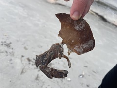 Limulus polyphemus