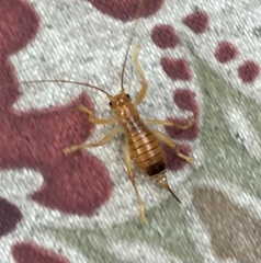 Camptonotus carolinensis