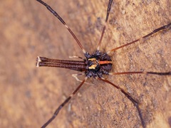 Enantiobuninae