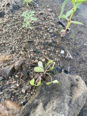 Mikania scandens