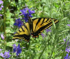 Papilio multicaudata