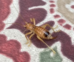 Camptonotus carolinensis