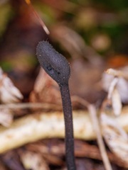 Trichoglossum
