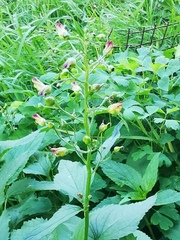 Scrophularia nodosa