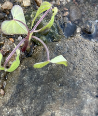 Mikania scandens