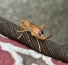 Camptonotus carolinensis