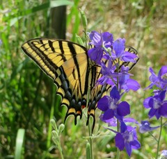 Papilio multicaudata