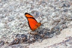 Dryas iulia