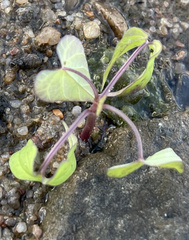 Mikania scandens
