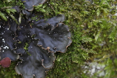 Peltigera