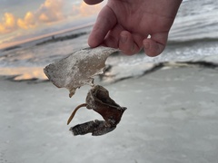 Limulus polyphemus