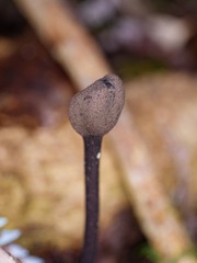 Trichoglossum