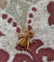 Camptonotus carolinensis