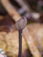 Trichoglossum