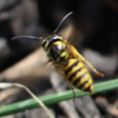 Vespula flavopilosa