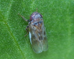 Deltocephalus pulicaris