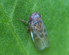 Deltocephalus pulicaris