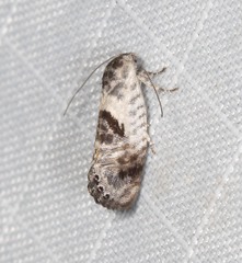 Eupselia carpocapsella
