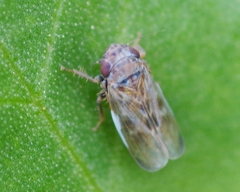 Deltocephalus pulicaris