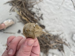 Limulus polyphemus