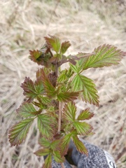 Rubus idaeus