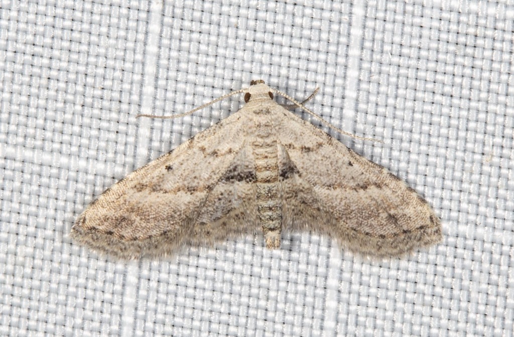 Araeopteronini